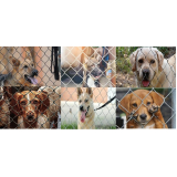 cercas e telas para animais Cotia