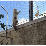 tela proteção gatos Amparo