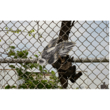 tela proteção janela apartamento Limão